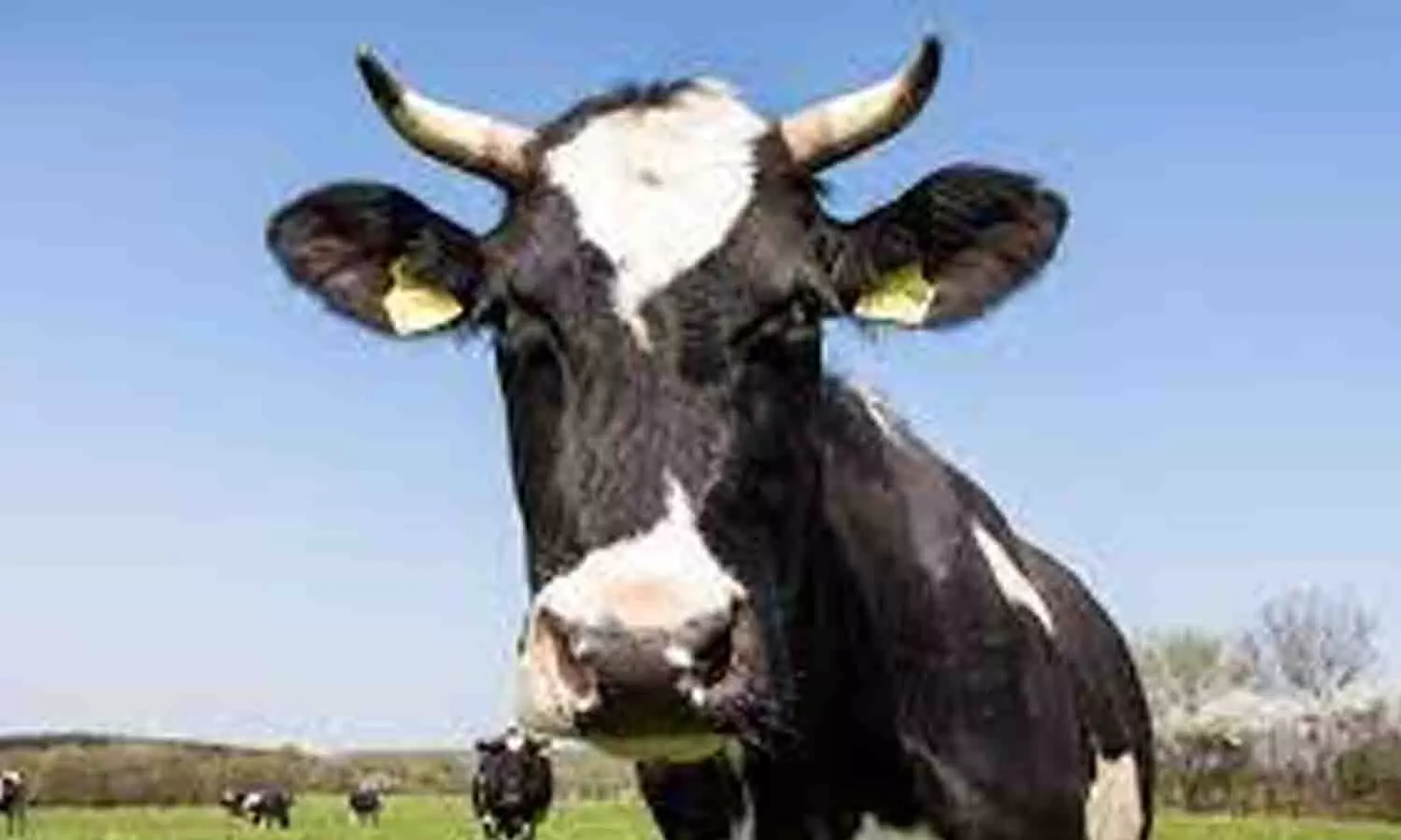 பனிக்காலத்தில் கால்நடைகளை  பாதுகாக்கும் வழிமுறைகள்