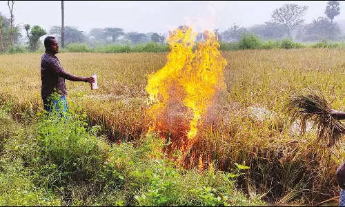 மழை சேதத்திற்கு காப்பீட்டு தொகை வழங்காததால் 5 ஏக்கர் நெற்பயிருக்கு தீ வைத்த விவசாயிகள்