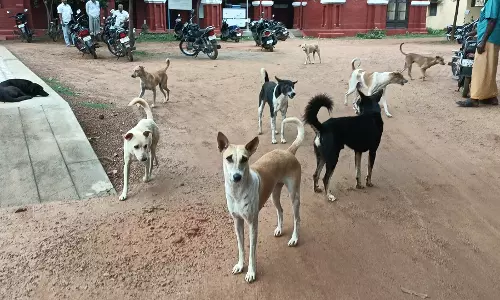 தெரு நாய்களை கட்டுப்படுத்த பொதுமக்கள் கோரிக்கை