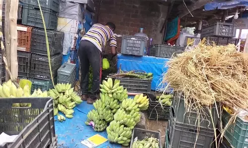 மத்தூர் பேருந்து நிலையத்தில்   ரசாயனம் தெளித்து பழுக்க வைக்கப்படும் வாழை பழங்கள்