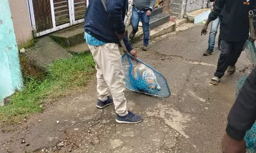 தெருநாய்களை பிடிக்க நடவடிக்கை