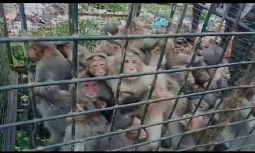 ஊருக்குள் புகுந்து அட்டகாசம் செய்த குரங்கள் கூண்டு வைத்து பிடிக்கப்பட்டன