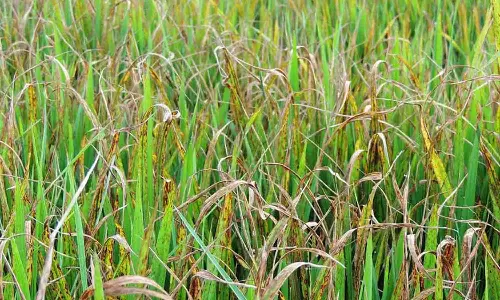 பொன்னேரி, கும்மிடிப்பூண்டி, மீஞ்சூர் பகுதியில் நெற்பயிர்களில் நோய் தாக்குதல்: கட்டுப்படுத்த  விவசாயிகளுக்கு ஆலோசனை