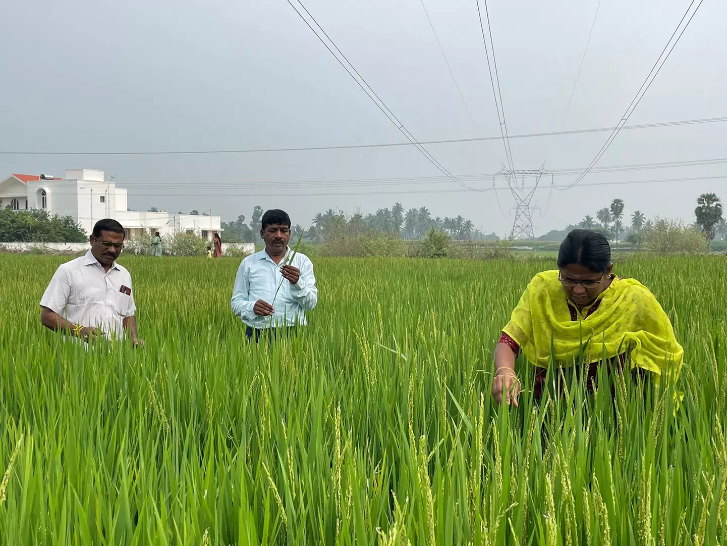 மழை, வெயில், பனி பொழிவால் நெற்பயிரில் நோய் தாக்குதல்