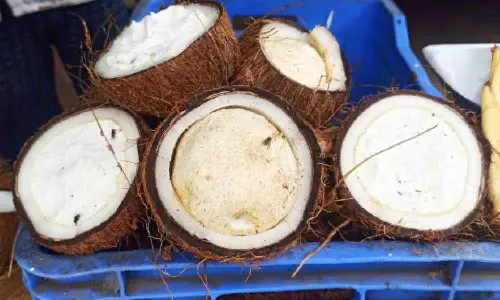 மருத்துவ குணம்  நிறைந்த தேங்காய் பூ விற்பனை அமோகம்