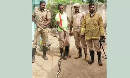 திருப்பத்தூரில் வீட்டுக்குள் புகுந்த 6 அடி நீள சாரைப்பாம்பு