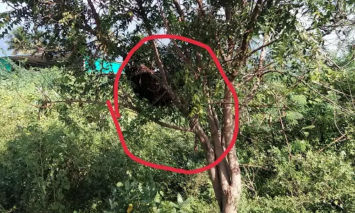 வேப்பமரத்தில் மலைத்தேனீ