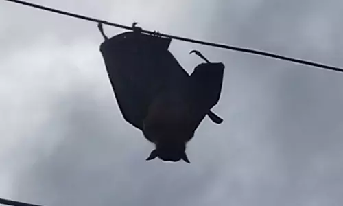 மின் கம்பத்தில் இறந்து தொங்கிய ராட்சத வவ்வால்