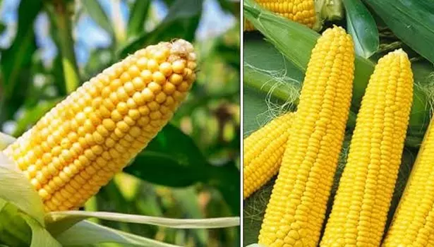 நாமக்கல் மாவட்டத்தில்  மக்காசோளம் உற்பத்தி அதிகரிப்பு