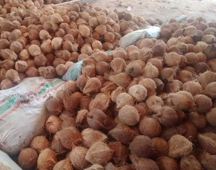 1 லட்சத்து 27 ஆயிரத்துக்கு தேங்காய் ஏலம்