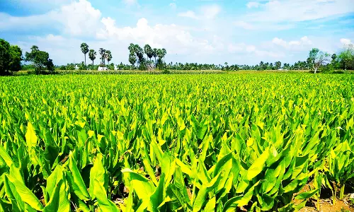 சின்னசேலம் பகுதியில் பொங்கல் பண்டிகை: அறுவடைக்கு தயாராகும் மஞ்சள்
