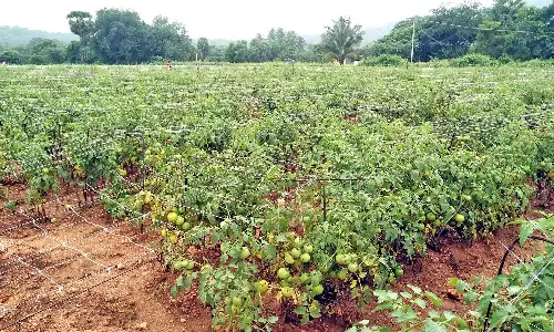 அய்யலூர் மார்க்கெட்டில் தக்காளி விலை கடும் வீழ்ச்சி கிலோ ரூ.5க்கு விற்கப்படுவதால் விவசாயிகள் அதிர்ச்சி