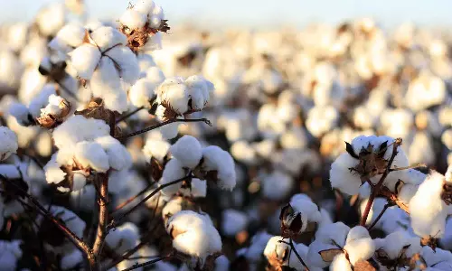 மூலனூா் ஒழுங்குமுறை விற்பனை கூடத்தில் ரூ. 63 லட்சத்துக்கு பருத்தி விற்பனை