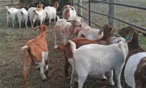 வரத்து குறைவால்  ஆடுகளின் விலை உயர்வு