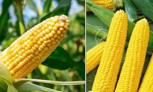 நாமக்கல் மாவட்டத்தில்  மக்காசோளம் உற்பத்தி அதிகரிப்பு