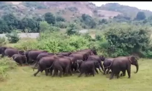 கிருஷ்ணகிரி மாவட்டத்தில் முகாமிட்டுள்ள  காட்டு யானைகளின் எண்ணிக்கை 250 ஆக உயர்வு   -பொதுமக்களுக்கு வனத்துறையினர் எச்சரிக்கை