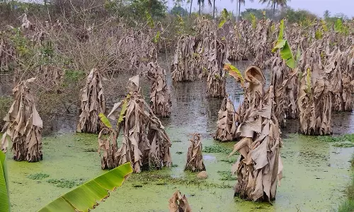ஓசூர் அருகே ஏரி நிரம்பி விவசாய நிலங்களில் தேங்கியதால்   அழுகி சேதமடைந்த பயிர்களால் விவசாயிகள் வேதனை