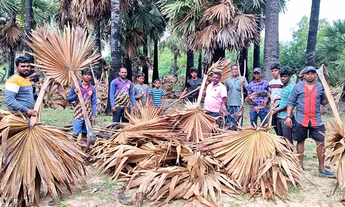 நாளை மறுநாள் கார்த்திகை தீப திருவிழா-  பனை ஓலை சேகரிப்பு தீவிரம்