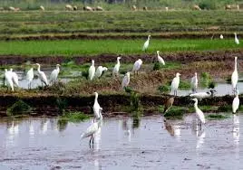 இரைதேடி கூட்டம் கூட்டமாக சுற்றி திரியும் கொக்குகள் இரைதேடி கூட்டம் கூட்டமாக சுற்றி திரியும் கொக்குகள்