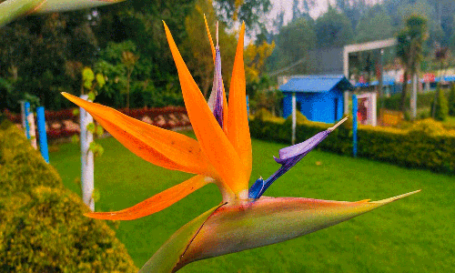 கொடைக்கானலில் சுற்றுலா பயணிகளை கவர்ந்த பேர்டு ஆப் பாரடைஸ் மலர்