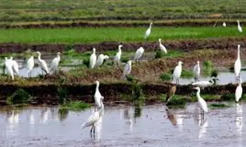 இரைதேடி கூட்டம் கூட்டமாக சுற்றி திரியும் கொக்குகள்