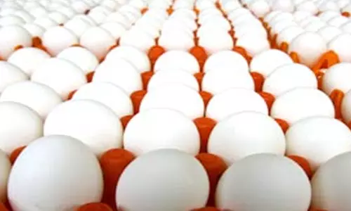 40 காசு மைனஸ் விலைக்கு மட்டுமே முட்டைகளை விற்க பண்ணையாளர்களுக்கு அறிவுரை