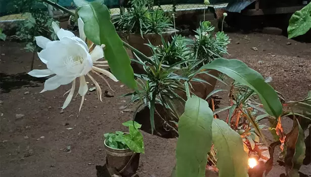 வீரப்பம்பாளையத்தில் இரவில் மட்டும் பூக்கும் பிரம்ம கமலம் பூ பூத்தது- தீபம் ஏற்றி வழிபாடு வீரப்பம்பாளையத்தில் இரவில் மட்டும் பூக்கும் பிரம்ம கமலம் பூ பூத்தது- தீபம் ஏற்றி வழிபாடு