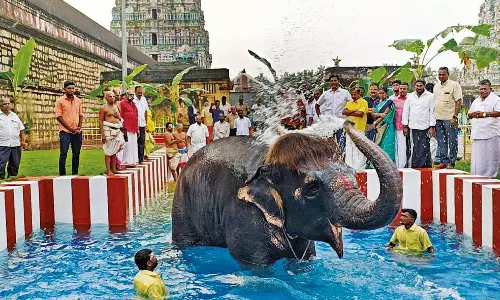 ரூ.10 லட்சம் செலவில் அமைக்கப்பட்ட புதிய நீச்சல் குளத்தில் பாப்கட்டிங் செங்கமலம் யானை உற்சாக குளியல்