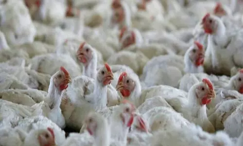 பறவை காய்ச்சல் பதற்றம்- 3 லட்சம் கோழிகளை அழிக்கும் ஜப்பான்