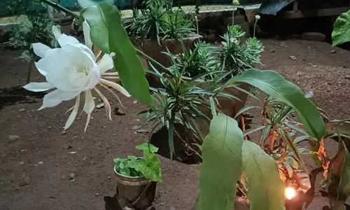 வீரப்பம்பாளையத்தில் இரவில் மட்டும் பூக்கும் பிரம்ம கமலம் பூ பூத்தது- தீபம் ஏற்றி வழிபாடு