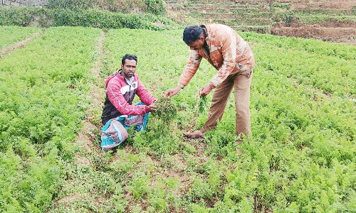 கொடைக்கானலில் விளை நிலங்களை சேதப்படுத்தும் காட்டுப்பன்றிகள்