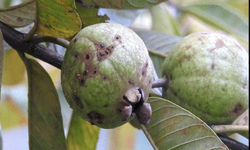 கொடைக்கானலில் விளைந்த மலைக்கொய்யா பழத்தில் நோய் தாக்குதல்