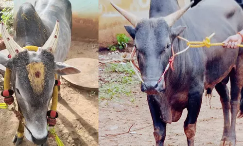 பாலமேடு பகுதியில் ஜல்லிக்கட்டு-கோவில் காளைகளை திருடிச்சென்ற கும்பல்