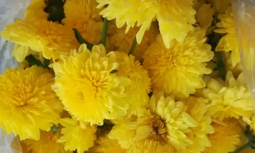 40 லாரிகளில் விற்பனைக்கு குவிந்தது- கோயம்பேடு மார்க்கெட்டில் பூக்கள் விலை குறைந்தது