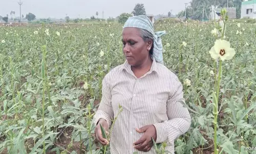 வெண்டைக்காய் விலை வீழ்ச்சி