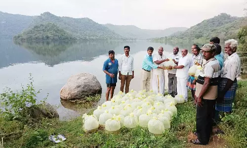மோர்தானா அணையில் 7 ஆயிரம் மீன்கள் விடப்பட்டது