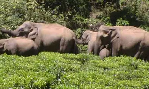 சானமாவு அருகே ஊருக்குள் புகுந்த 50 காட்டுயானைகள்- பொதுமக்கள் அலறியடித்து ஓட்டம்
