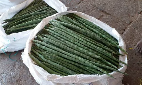 முருங்கைக்காய் விலை புதிய உச்சம்: கிலோ ரூ.200-க்கு விற்பனை