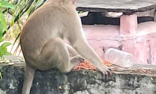 விளாத்திகுளத்தில் குடியிருப்பு பகுதிகளில் புகுந்து அட்டகாசம் செய்யும் குரங்குகள்