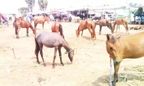 திருவண்ணாமலை குதிரை, மாட்டுச் சந்தையில் குவிந்த வியாபாரிகள்