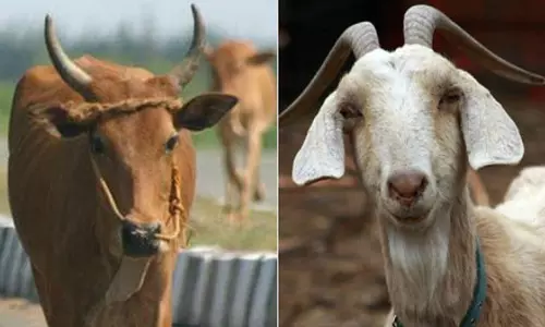 நாமக்கல் புதன்சந்தையில் ரூ.2 கோடிக்கு மாடுகள் விற்பனை