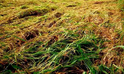 உடுமலை பகுதியில் மழையால் பயிர்கள் சேதம் - கணக்கெடுப்பு நடத்தி இழப்பீடு வழங்க விவசாயிகள் வலியுறுத்தல்