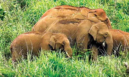 அய்யூர் வனப்பகுதியில் 70 யானைகள் முகாம்:  இரவு நேரத்தில் வனப்பகுதியையொட்டி   விளை நிலங்களில் காவலுக்கு யாரும் செல்ல வேண்டாம்