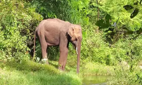பரண் அமைத்து பி.எம்.2 காட்டு யானையை கண்காணிக்கும் வனத்துறையினர்