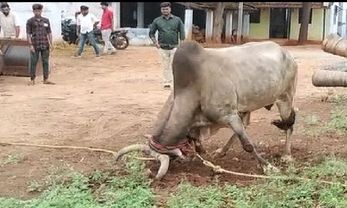 வத்தலக்குண்டு பகுதியில் ஜல்லிக்கட்டு போட்டிக்கு தயாராகும் காளைகளுக்கு பயிற்சி
