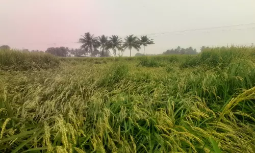 மரக்காணத்தில்  பலத்த காற்றினால் தரையில் சாய்ந்த நெற் பயிர்கள்