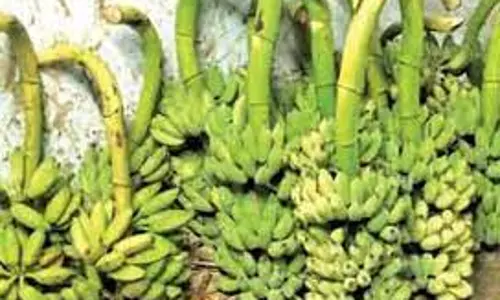 லாலாப்பேட்டை சந்தையில் வாழைத்தார் விலை சரிவு