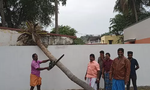 புங்கனூர் அங்கன்வாடி கட்டிடம் மீது முறிந்து விழுந்த தென்னை மரம்