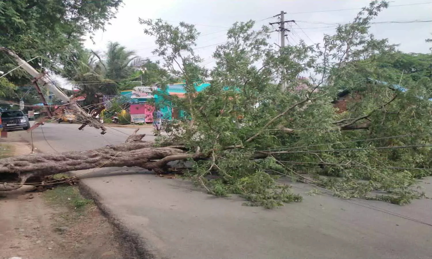 ஆரணி-வந்தவாசி சாலையில் மரம் சாய்ந்து விழுந்தது ஆரணி-வந்தவாசி சாலையில் மரம் சாய்ந்து விழுந்தது