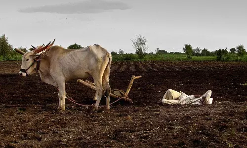 இந்தியாவில் கடந்த 5 ஆண்டுகளில் 28,572 விவசாயிகள் தற்கொலை